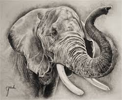 Draw the direction and length of the trunk. Easy Elephant Face Sk H Novocom Top