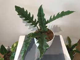 Check spelling or type a new query. Philodendron Jungle Boogie Furniture Home Living Gardening Plants Seeds On Carousell
