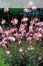 Gaura Such Movement So Much Butterflies Sparkles And Twinkles And Twinkles Garten Sommerpflanzen Garten Gestalten