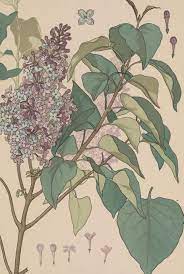 Check spelling or type a new query. Digital Jigsaw Puzzles Smithsonian Libraries Unbound