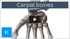 Image result for Hamate Bone