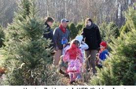 Find here the best stew leonard's deals in east elmhurst ny and all the information from the stores around you. Cost Of Christmas Are Live Trees Or Artificial The Better Deal Aol Finance