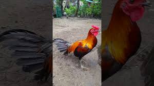 Ayam peru yang dimaksud satu di antara tipe sabung ayam yang menggunakan pisau dalam untuk bermain judi sabung ayam peru online ini tentu anda diharuskan untuk memiliki sebuah akun terlebih. Peruvian Rosecomb Canete 4months Old Clinton Sebello Game Fowl Breeder By Clinton Sebello