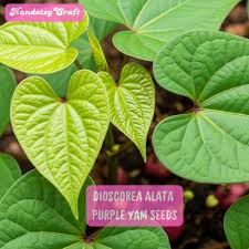 Image result for Dioscorea alata