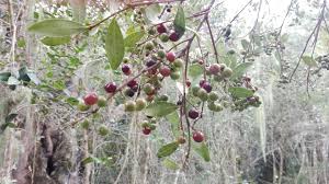 Image result for Droguetia ambigua