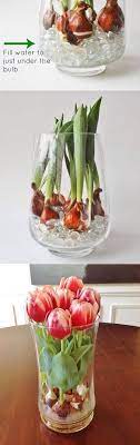 How To Grow Tulips In A Vase Have Them All Year Round Growing Tulips Tulip Bulbs Plants