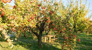 A fruit cage is the easiest option. Landscaping With Fruit Trees Royal City Nursery