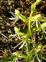 Image result for Habenaria indiana
