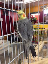 Cockatiels can live for more than fifteen years, are think about what you want from your cockatiel before you shop. Purchase Cockatiel Store Up To 78 Off