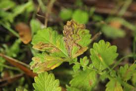 Image result for Stigmella freyella