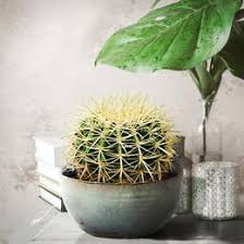 La famiglia delle cactacee comprende ben 3000 specie, e diverse sono le piante con foglie succulente che vengono comunemente definite piante grasse. Piante Da Interno Piante Da Appartamento Vendita Online