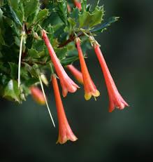 Flared tubular flowers in lilac pink. Kirsty Wilson A Twitter Desfontainia Spinosa Thebotanics Is An Evergreen Shrub With Attractive Tubular Orange Flowers With Yellow Tips Native To Argentina Chile Grows Best In Moist But Well Drained Soil
