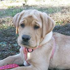I raise quality golden retriever puppies, 25 years of experience. Heart Of Gold Kennel Home Facebook