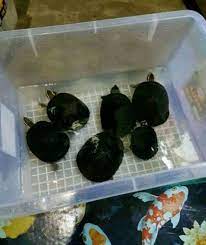 Pembayaran mudah, pengiriman cepat & bisa cicil 0%. Kura Kura Kecil Imud Jinak Aman Buad Anak2 Hewan Peliharaan 537019734
