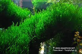 Flame Moss Taxiphyllum Sp How To Grow Aquatic Moss Freshwater Aquarium Plants Freshwater Plants Aquatic Plants