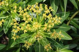 Image result for Euphorbia espinosa