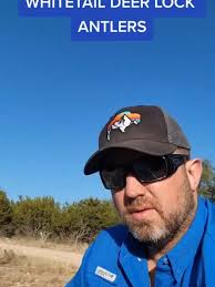 Whitetail deer lock antlers #whitetail #deer #hunting #Texas #whitetaildeer  #jamesbigleyranches