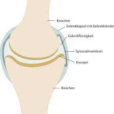 Die arthrose beim hund kann mithilfe von therapien gelindert werden. Arthrose Enpevet