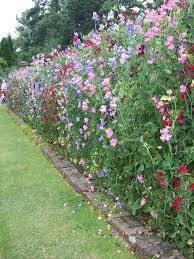 Sweet Pea Wall Cottage Garden Design Beautiful Gardens Cottage Garden