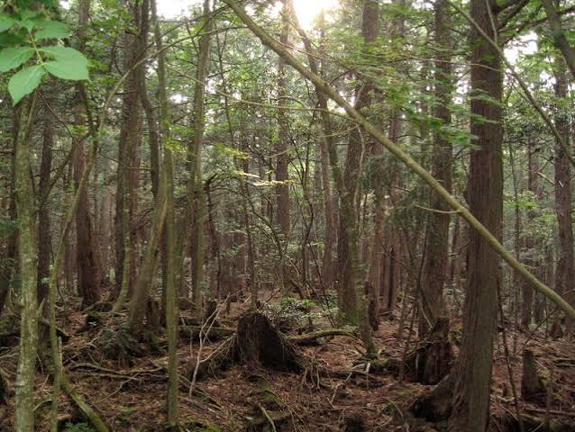 The Story of the Sea of Trees – Mcccagora