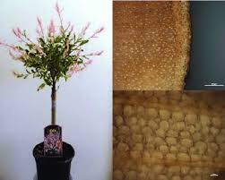 Plant propagation for willows (salix). Image Of Salix Integra Flamingo And Stem Under Microscope Download Scientific Diagram