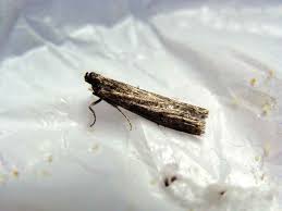 Control of pests in food processing requires the implementation of an integrated pest management program. Https Fumapest Com Au Pdf Pest 20control 20in 20the 20food 20premises 20 20uk 20chartered 20institute 20of 20environment 20health Pdf