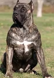 Presa canario puppies for sale: How Dangerous Are Presa Canario Dogs Quora
