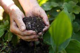 Interessiert an mehr eigentum zur miete? Garten Mulchen So Gehts Einfach Und Richtig