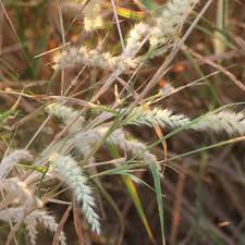 Image result for Cenchrus polystachios