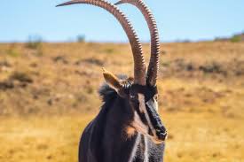 Image result for Selago angolensis