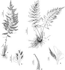 Image result for Asplenium inaequilaterale