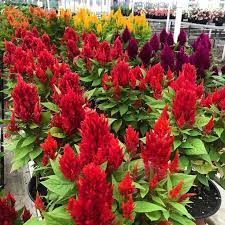 Knollwood Garden Center S Instagram Profile Post Celosia Woolflower Cockscomb Whatever You Call These Plants They Definite Plants Garden Center Perennials