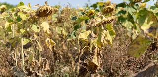 Photo Comment l'agriculture peut-elle s'adapter aux étés de plus en plus ...