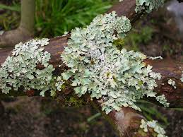 Under certain conditions, sea moss can make you sick. Is The Moss On My Tree Bad For It Lineage Tree Care