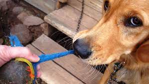 We strongly encourage you to contact your family veterinarian or local veterinary emergency center for advice. How And When To Induce Vomiting In A Puppy