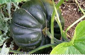 Résultat assuré.on peut aussi les semer en pleine terre plus tard dans la saison.retrouvez nous. Citrouille Potiron Semer Planter Entretenir Et Recolter Jaime Jardiner