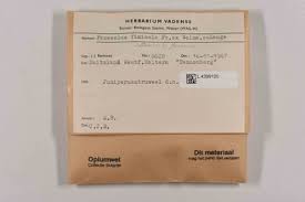 Image result for Aspilia mendoncae