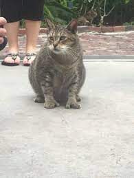 Ernest hemingway war ein katzenfreund. Eine Der Vielen Herumtollenden Katzen Bild Ernest Hemingway Haus In Key West