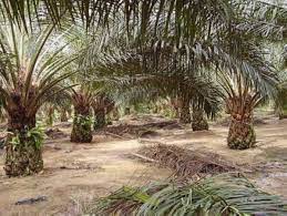 Us customs and border protection (cbp) has blocked the import of palm oil made by a malaysian producer over forced labour concerns. Mpoa Hopes India Will Continue To Buy Malaysian Palm Oil The Star