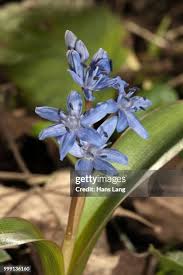 Image result for Hyacinthaceae