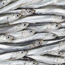 Fresh Anchovies Prepared Seafood Anchovies Fish Fish Art