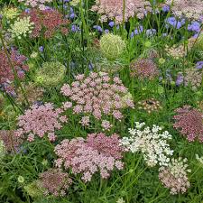 Image result for Daucus melananthus
