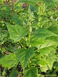 Image result for Chenopodiastrum