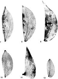 Image result for Aphanocalyx richardsiae