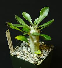 Image result for Pachypodium lealii