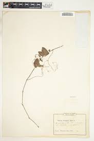 Image result for Cayratia ibuensis