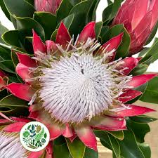 Image result for Protea madiensis