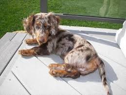 Ma Petite Citrouille Gus The Long Haired Dachshund Daschund Puppies Dapple Dachshund Dachshund Breed