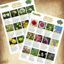What wild plants have yellow flowers? Wildflower Identification Get The Kids Spotting Town Plants And More