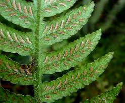 Image result for Deparia